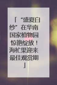 “盛夏白纱”在华南国家植物园惊艳绽放！海杧果迎来最佳观赏期