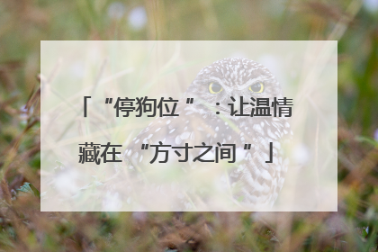 “停狗位 ”：让温情藏在 “方寸之间 ”