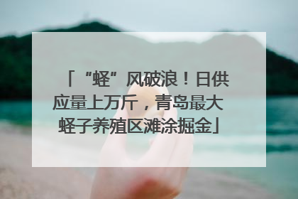 “蛏”风破浪！日供应量上万斤，青岛最大蛏子养殖区滩涂掘金