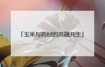 玉米与药材的共融共生