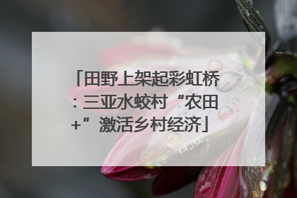 田野上架起彩虹桥：三亚水蛟村“农田+”激活乡村经济