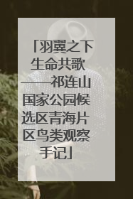 羽翼之下 生命共歌——祁连山国家公园候选区青海片区鸟类观察手记