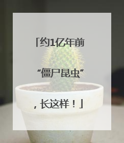 约1亿年前“僵尸昆虫”，长这样！