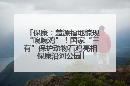 保康：楚源福地惊现“嘎嘎鸡”！国家“三有”保护动物石鸡亮相保康沿河公园