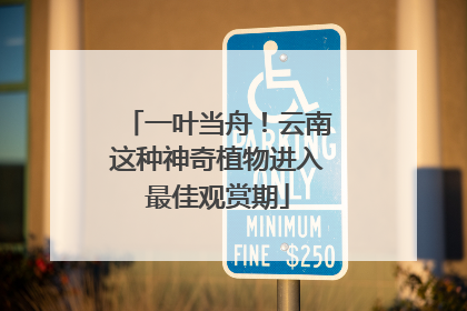 一叶当舟！云南这种神奇植物进入最佳观赏期