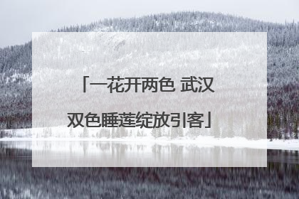 一花开两色 武汉双色睡莲绽放引客