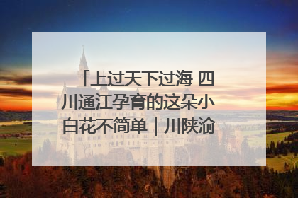 上过天下过海 四川通江孕育的这朵小白花不简单｜川陕渝网络名人巴中行