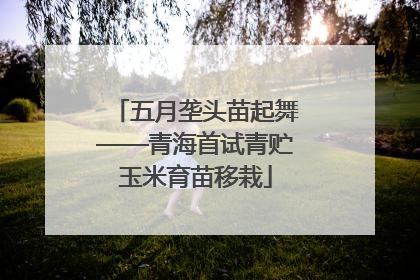 五月垄头苗起舞——青海首试青贮玉米育苗移栽