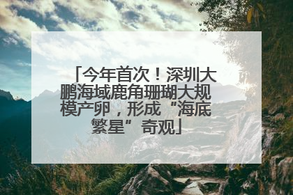 今年首次！深圳大鹏海域鹿角珊瑚大规模产卵，形成“海底繁星”奇观