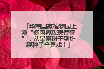 华南国家植物园上演“多肉界玫瑰传奇”，从呆萌树干到炸裂种子全是戏！