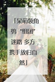 呆萌领角鸮“组团”迷路 多方携手放归自然
