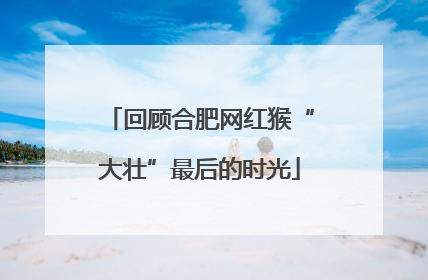 回顾合肥网红猴“大壮”最后的时光