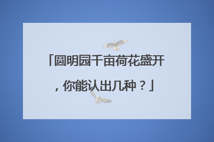 圆明园千亩荷花盛开，你能认出几种？