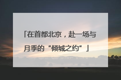 在首都北京，赴一场与月季的“倾城之约”