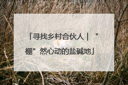 寻找乡村合伙人｜“棚”然心动的盐碱地