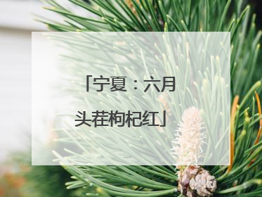 宁夏：六月头茬枸杞红
