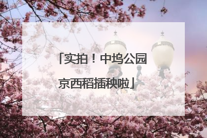 实拍！中坞公园京西稻插秧啦