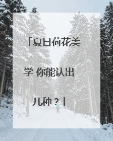 夏日荷花美学 你能认出几种？
