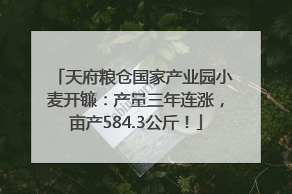 天府粮仓国家产业园小麦开镰：产量三年连涨，亩产584.3公斤！