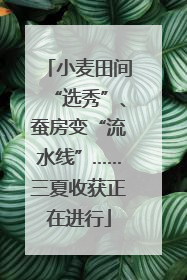 小麦田间“选秀”、蚕房变“流水线”……三夏收获正在进行