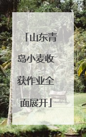 山东青岛小麦收获作业全面展开