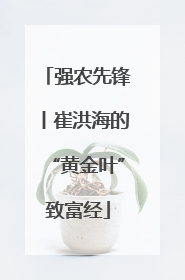 强农先锋丨崔洪海的“黄金叶”致富经