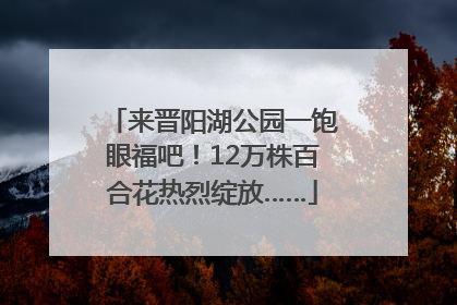 来晋阳湖公园一饱眼福吧！12万株百合花热烈绽放……