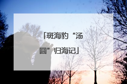 斑海豹“汤圆”归海记