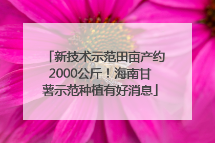 新技术示范田亩产约2000公斤！海南甘薯示范种植有好消息