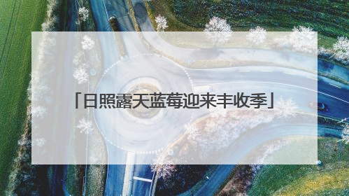 日照露天蓝莓迎来丰收季
