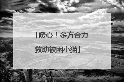 暖心！多方合力救助被困小猫