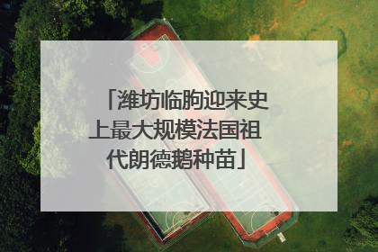 潍坊临朐迎来史上最大规模法国祖代朗德鹅种苗