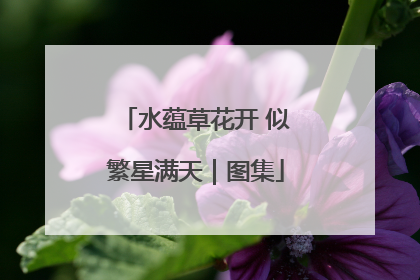 水蕴草花开 似繁星满天｜图集