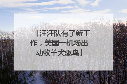 汪汪队有了新工作，美国一机场出动牧羊犬驱鸟