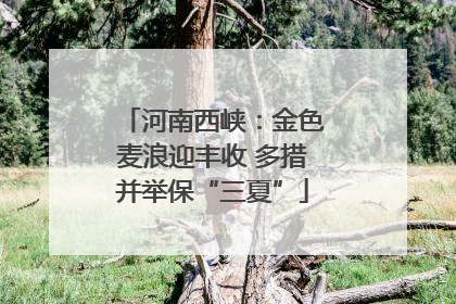 河南西峡：金色麦浪迎丰收 多措并举保“三夏”
