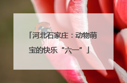 河北石家庄：动物萌宝的快乐“六一”