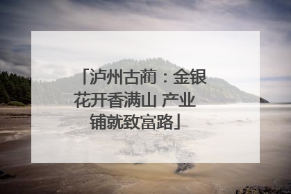 泸州古蔺：金银花开香满山 产业铺就致富路