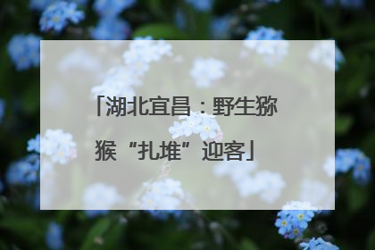 湖北宜昌：野生猕猴“扎堆”迎客