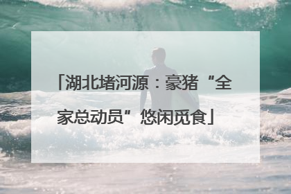 湖北堵河源：豪猪“全家总动员”悠闲觅食