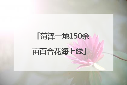菏泽一地150余亩百合花海上线