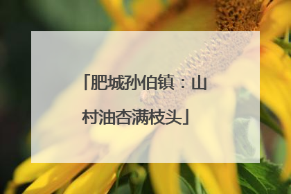 肥城孙伯镇：山村油杏满枝头