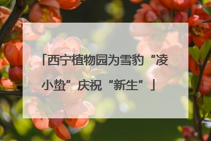 西宁植物园为雪豹“凌小蛰”庆祝“新生”