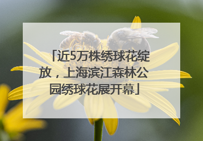 近5万株绣球花绽放，上海滨江森林公园绣球花展开幕