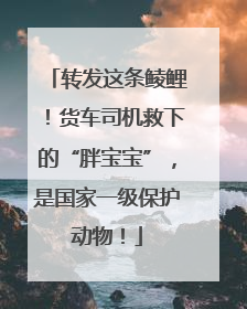 转发这条鲮鲤！货车司机救下的“胖宝宝”，是国家一级保护动物！
