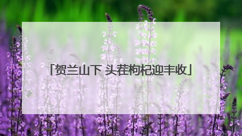 贺兰山下 头茬枸杞迎丰收