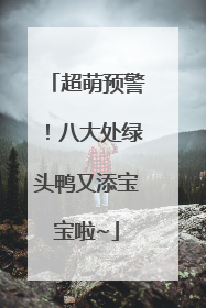 超萌预警！八大处绿头鸭又添宝宝啦~