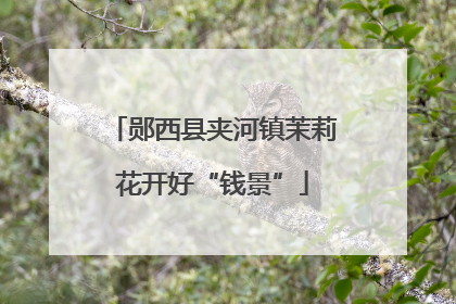 郧西县夹河镇茉莉花开好“钱景”