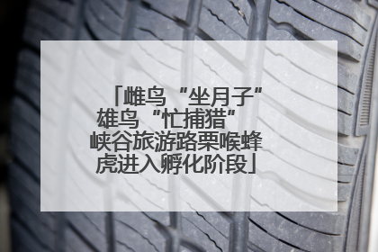 雌鸟“坐月子”雄鸟“忙捕猎” 峡谷旅游路栗喉蜂虎进入孵化阶段