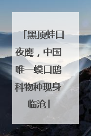 黑顶蛙口夜鹰，中国唯一蟆口鸱科物种现身临沧