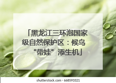 黑龙江三环泡国家级自然保护区：候鸟“带娃”添生机